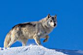 Adult wolf standing on top of a snow-covered hill