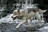 Gray wolf running in a shallow river with a waterfall behind