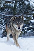 Wolf pup in a snowstorm