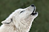 White wolf howling