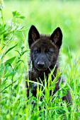 Black wolf pup in tall grass