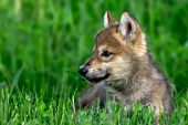 Wolf pup resting in grass