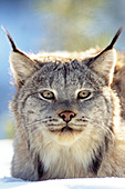 Lynx portrait