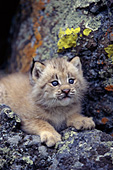 Lynx kitten resting on lichen-covered rock