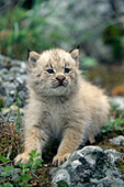 Lynx kitten exploring outside its den