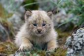 Lynx kitten exploring outside its den