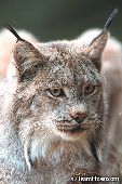 Canada lynx portrait