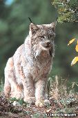 Canada lynx