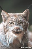 Canada lynx portrait