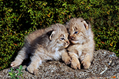 Pair of lynx kittens snuggling