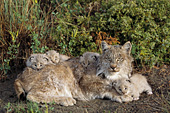 Lynx and kittens