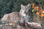 Canada lynx portrait