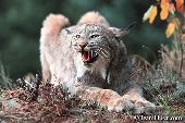 Lynx threatening an intruder to its territory