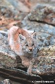 Lynx kitten climbing on rocks