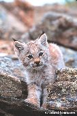 Lynx kitten climbing on rocks