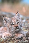 Lynx kitten resting on rock ledge