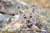 Lynx kitten resting on rock ledge