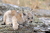 Lynx kitten climbing on rock ledge