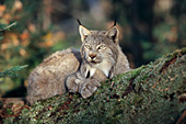 Lynx resting on a mossy log