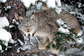 Lynx in snowy pine tree (winter)