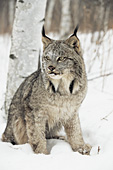 Lynx in the snow