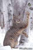 Lynx and birch tree (winter)