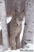 Lynx and birch tree (winter)