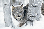 Lynx walking between birch trees (winter)