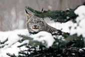 Lynx taking cover behind a pine tree (winter)