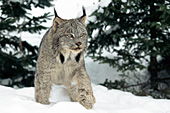 Lynx walking between pine trees (winter)