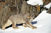 Lynx walking on top of crusted snow