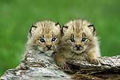 Two lynx kittens on a log