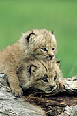 Two lynx kittens climbing on a log