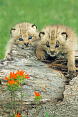 Two lynx kittens climbing on a log