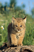 Lynx kitten walking on a fallen log