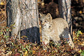 Young lynx in the forest (autumn)