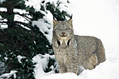 Adult lynx in snow