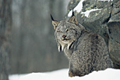 Adult lynx in snow