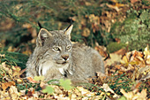 Adult lynx resting in the forest (autumn)