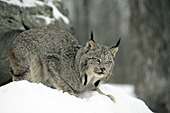 Adult lynx in snow