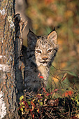 Adolescent lynx in the forest (autumn)