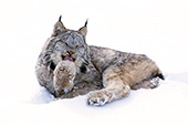 Canada lynx grooming its paw (winter)