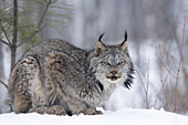 Lynx resting in snow