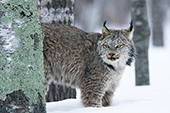 Lynx in a northern birch forest (winter)