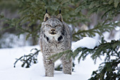 Lynx in a pine forest (winter)