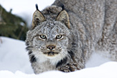 Stalking lynx (winter)