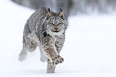 Lynx running in snow