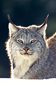 Canada lynx portrait