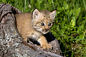 Lynx kitten playing in a hollow log