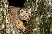 Lynx kitten in the fork of a tree